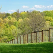 Abattage contrôlé d’un grand peuplier à Marsac-sur-l’Isle.
